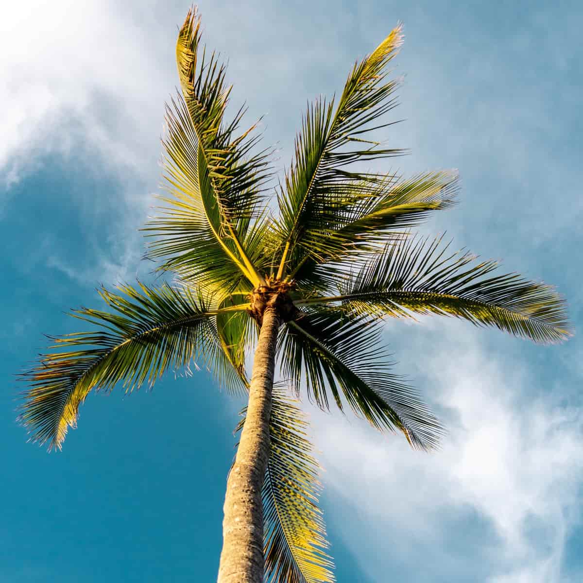 Comment reconnaitre un palmier maladeÂ ? - Les ravageurs du palmier