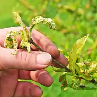 Reconnaître et traiter les 8 maladies des fruitiers les plus courantes
