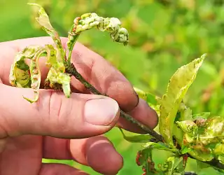Reconnaître et traiter les 8 maladies des fruitiers les plus courantes