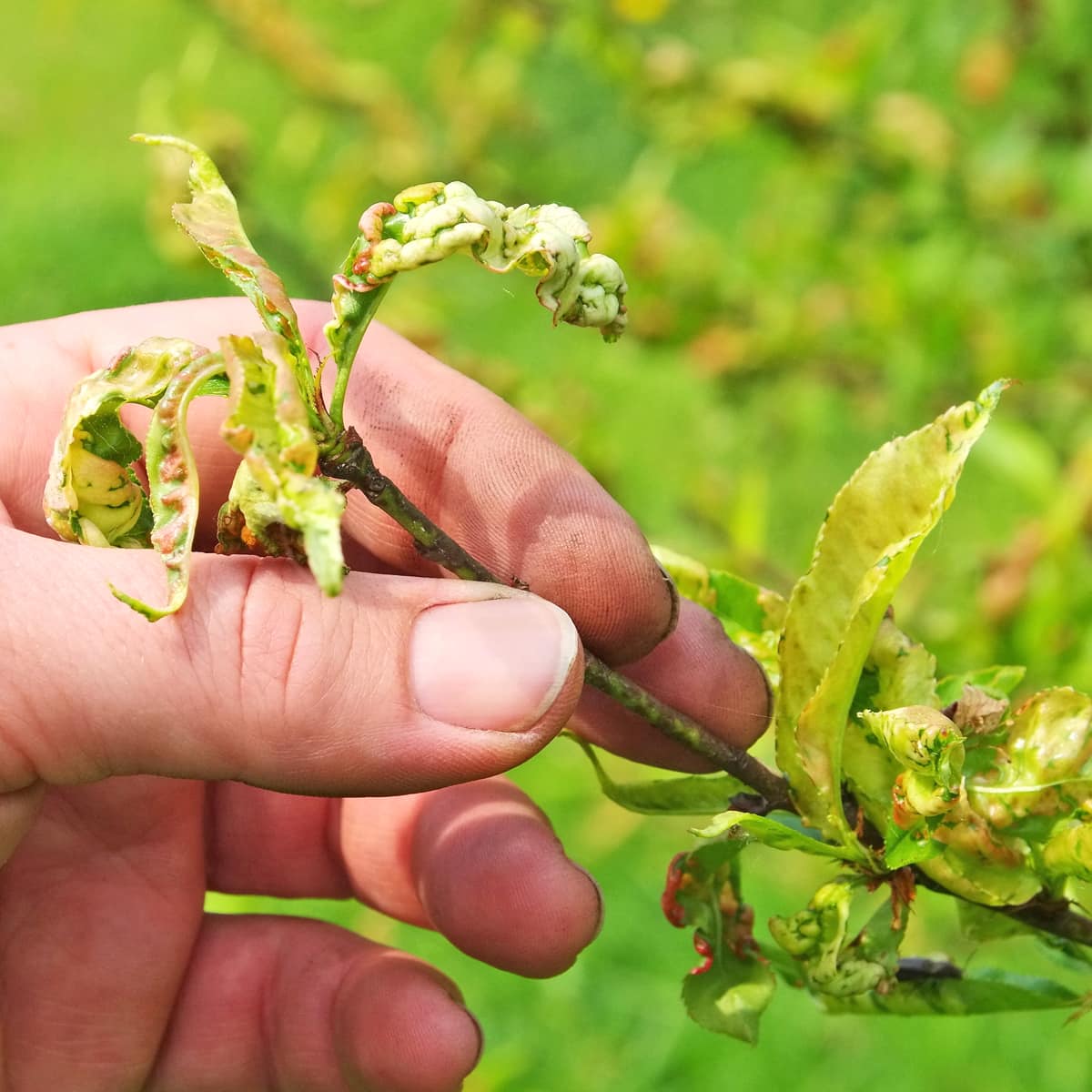 Reconnaître et traiter les 8 maladies des fruitiers les plus courantes