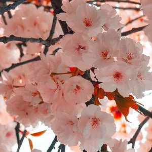 Sakura, jolie fleur de cerisier