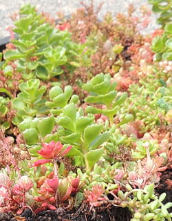 Comment Am nager Un Jardin Sec Et Min ral