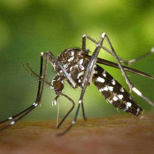 Lutte contre les moustiques : les solutions efficaces