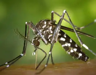 Lutte contre les moustiques : les solutions efficaces