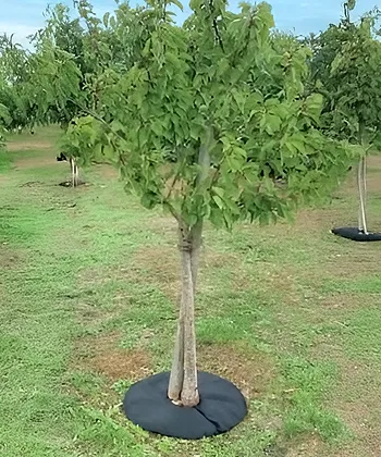 Solution d'arrosage autonome pour plantes et arbres