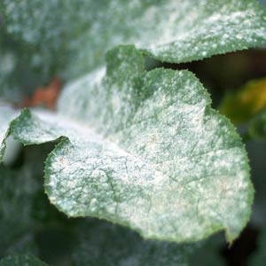 Présence de taches blanches sur les feuilles, comment traiter l'oidium ? 