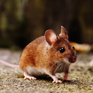 Souricière pour attraper les souris sans les tuer