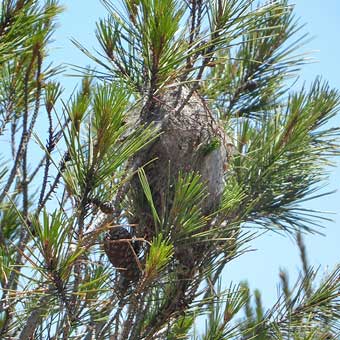Supprimer les nids cocons blancs des chenilles processionnaires du pin