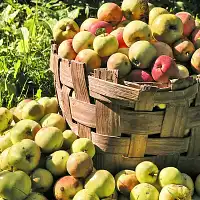 La gestion des récoltes et surplus au potager