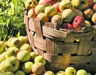 La gestion des récoltes et surplus au potager