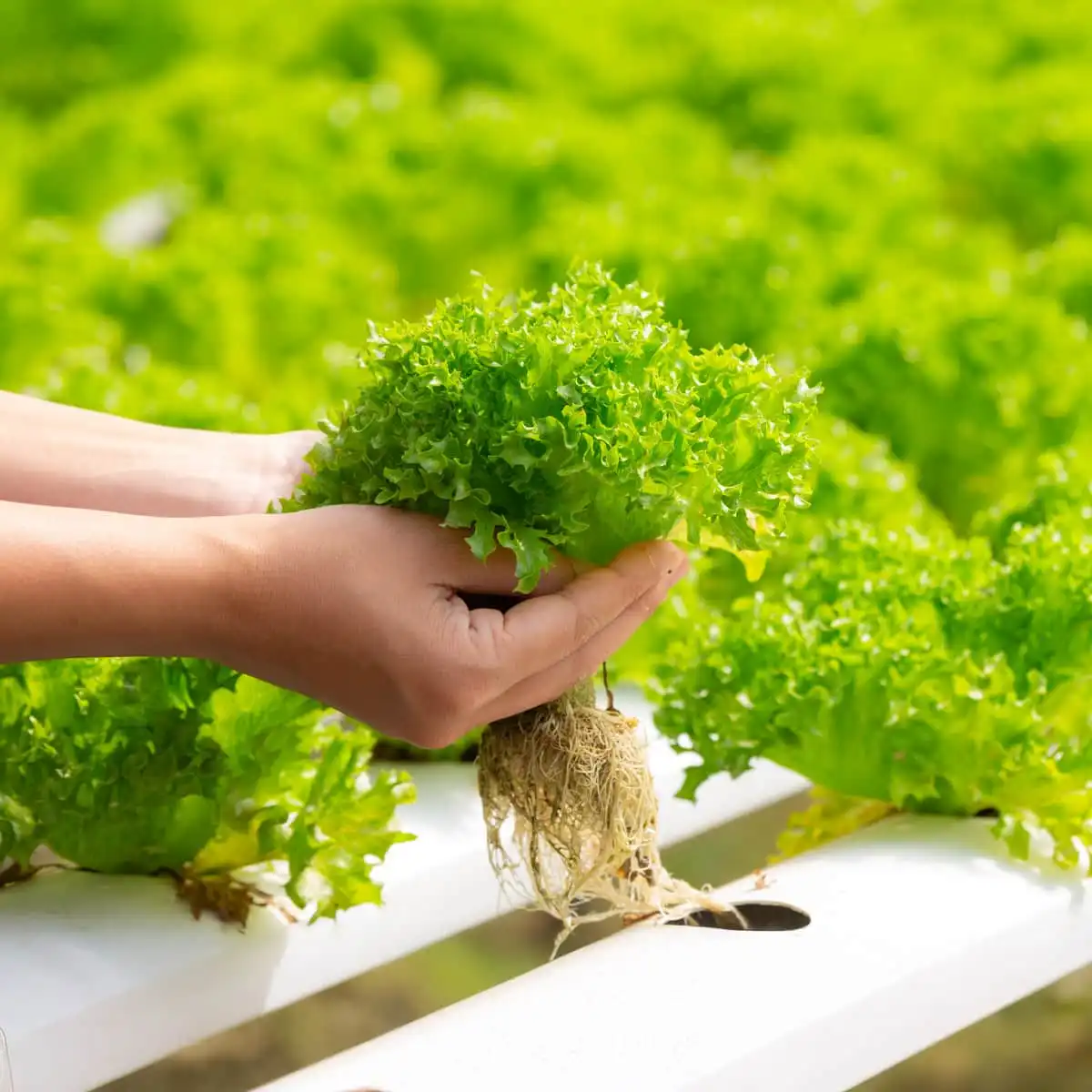 Hydroponie : Comment débuter son potager aquatique à la maison ?