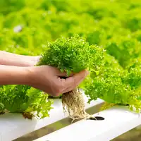 Hydroponie : Comment débuter son potager aquatique à la maison ?