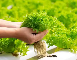 Hydroponie : Comment débuter son potager aquatique à la maison ?