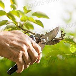 Prenez conseil auprès d'un paysagiste travaillant depuis plus de 10 ans dans le monde du végétal Prenez conseil auprès d'un paysagiste travaillant depuis plus de 10 ans dans le monde du végétal
