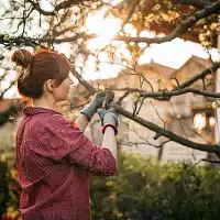 La taille des arbres et des arbustes du jardin