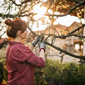 La taille des arbres et des arbustes du jardin