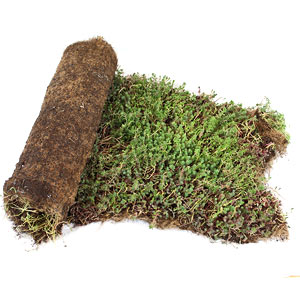 Tapis végétal pré-cultivé de sédums Tapis végétal pré-cultivé de sédums