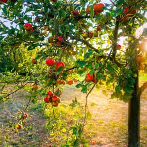 Terreau fertilisant pour fruitiers