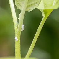Comment se débarrasser des cochenilles ?