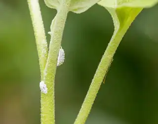 Comment se débarrasser des cochenilles ?