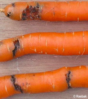 Dégâts des vers sur des cultures de carotte