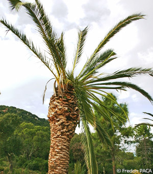 Effondrement houppier palmier à cause des charançons