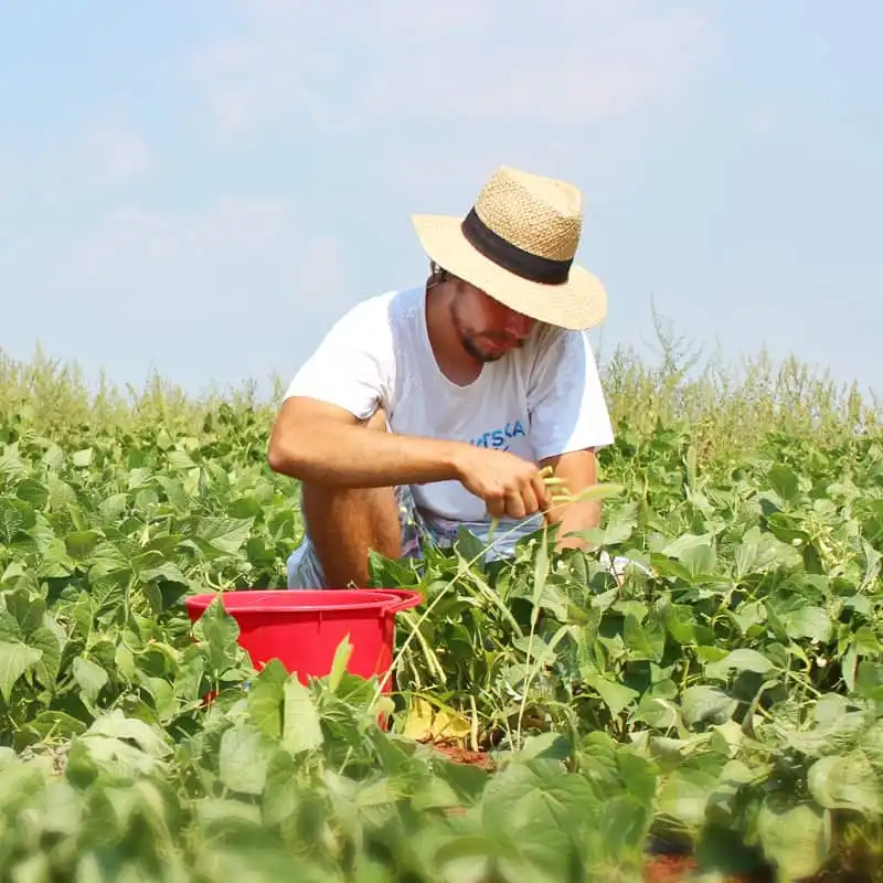 Fiches Conseils Traitements Naturels