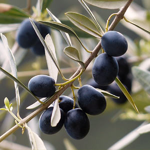 Traitement sans produits chimiques contre le ver de l'olive