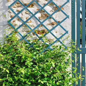 Choisir et installer un treillis de jardin