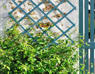Choisir et installer un treillis de jardin