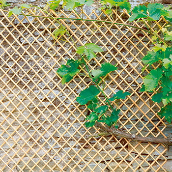 Treillage jardin pour plante grimpante