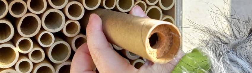Un tube de cocons à placer non loin d'un futur nichoir pour les abeilles