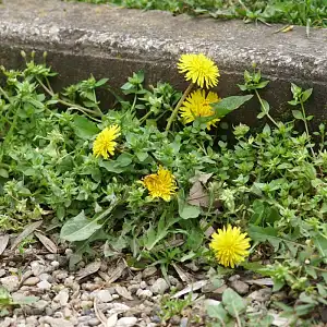 Les désherbants naturels pour éliminer les mauvaises herbes