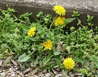 Les désherbants naturels pour éliminer les mauvaises herbes