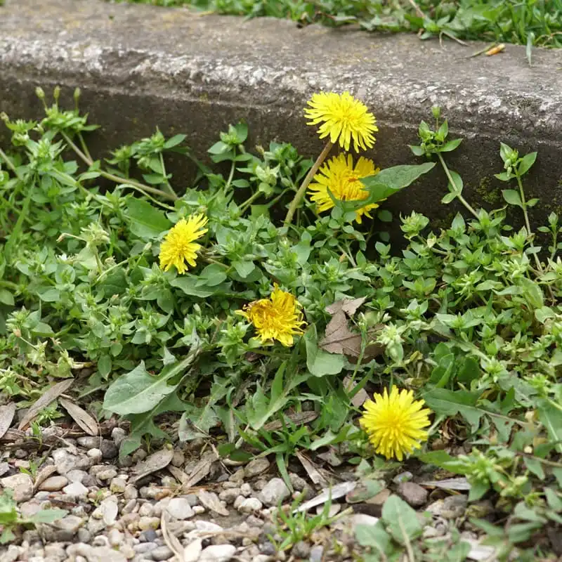 Les désherbants naturels pour éliminer les mauvaises herbes