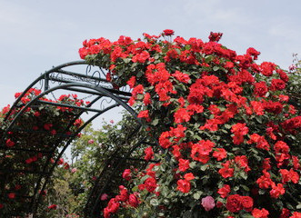 Tunnel à rosiers en fer pour les roses