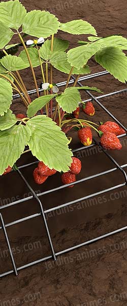 Support pratique pour fraisiers et courgettes