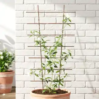 tuteur plantes grimpantes pour pot