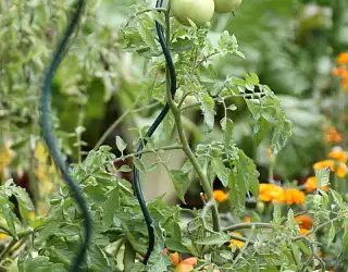 Quel tuteur pour quelle plante ? Guide complet sur le tuteurage