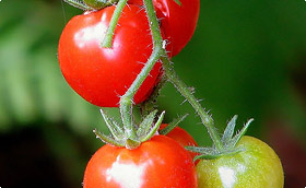tuteur tomate tuteur tomate