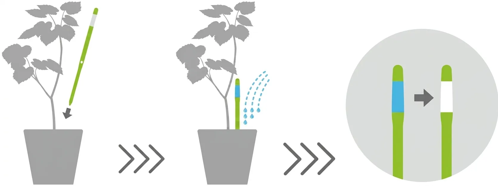 Utilisation du testeur d'humidit&eacute; pour plantes sustee
