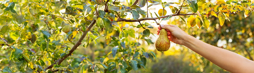 Au verger, que faire de septembre à novembre ?