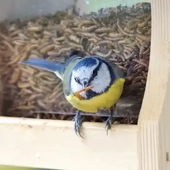 Vers de farine séchés : des insectes pour les oiseaux