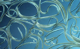 vers microscopiques nematodes vers microscopiques nematodes