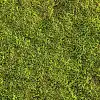 Mousse végétale cultivée 0.3m2 pour Jardin Japonais