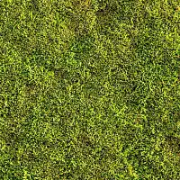 Mousse végétale cultivée 0.3m2 pour Jardin Japonais
