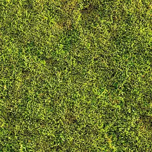 Mousse végétale cultivée 0.3m2 pour Jardin Japonais