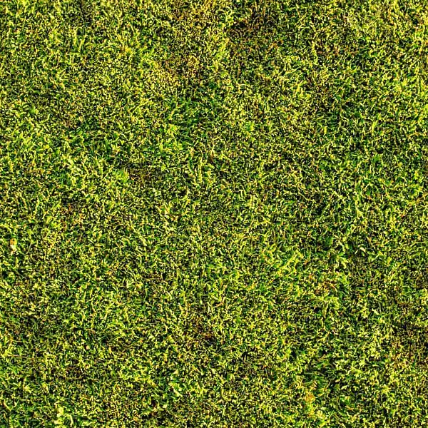 mousse vegetale jardin japonais