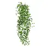 Muehlenbeckia - Couvre sol persistant