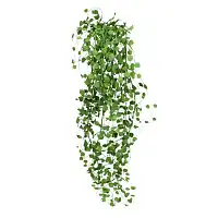 Muehlenbeckia - Couvre sol persistant
